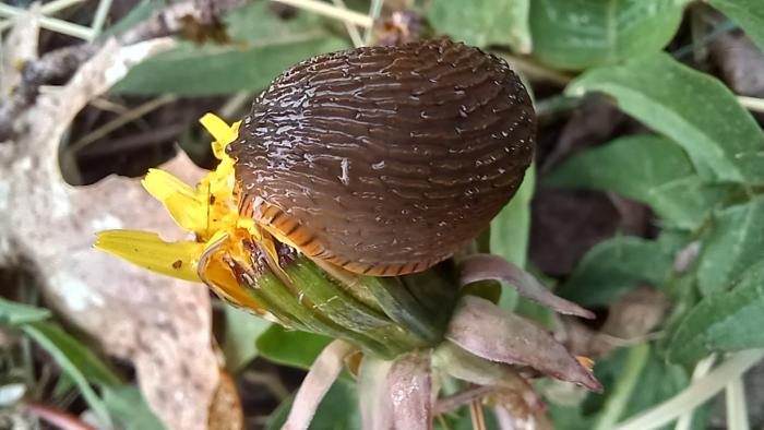 slug eating a dandelion flower
