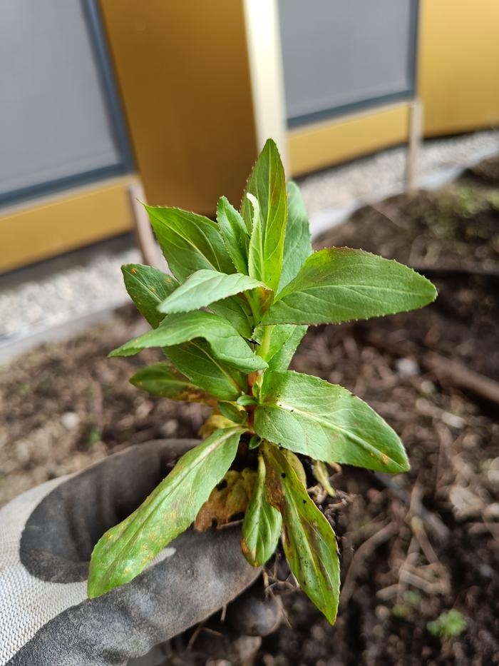 weed in a mint bed identification
