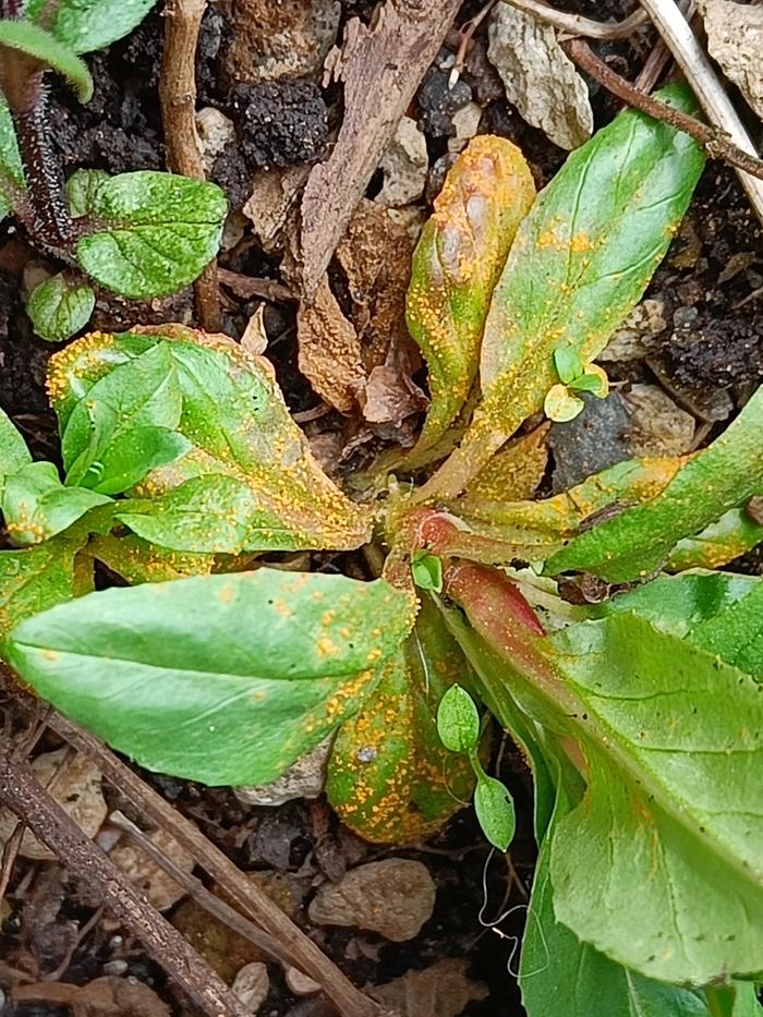 yellow spots on lower leaves