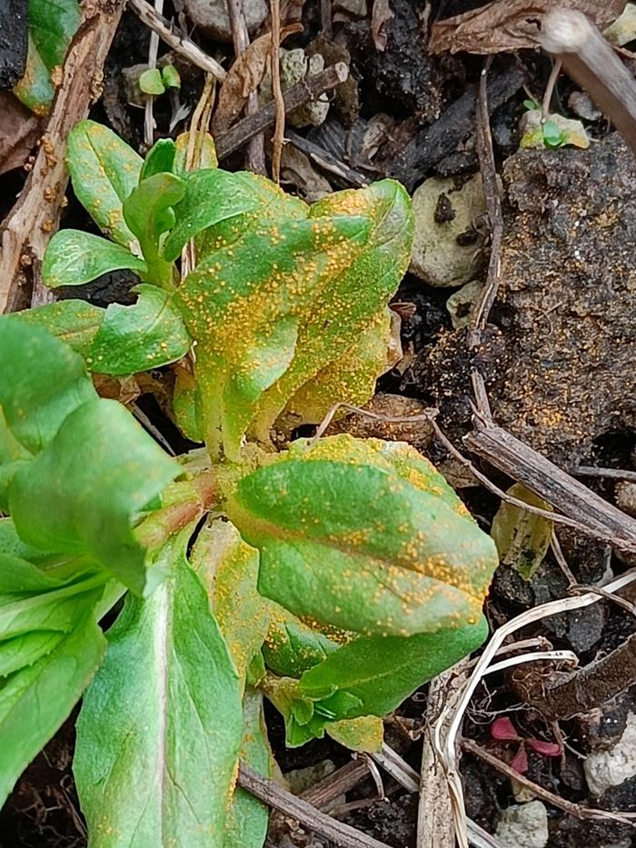 yellow spots around plant