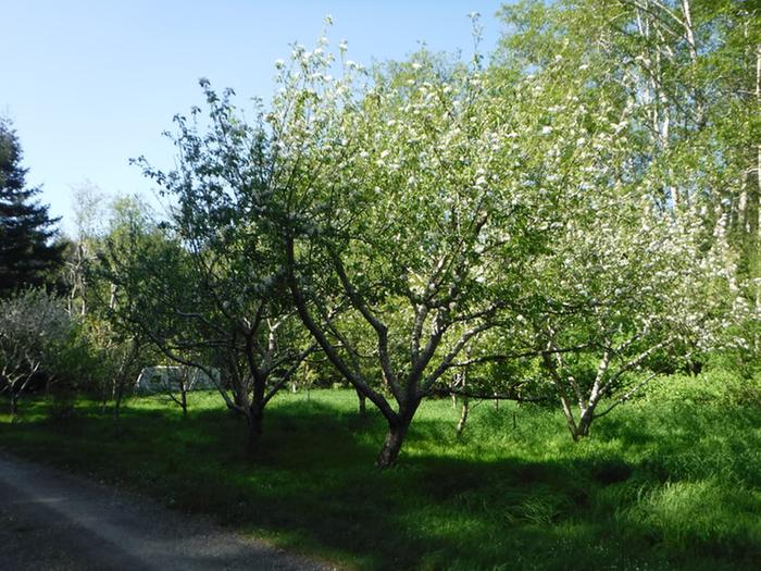 Orchard on land