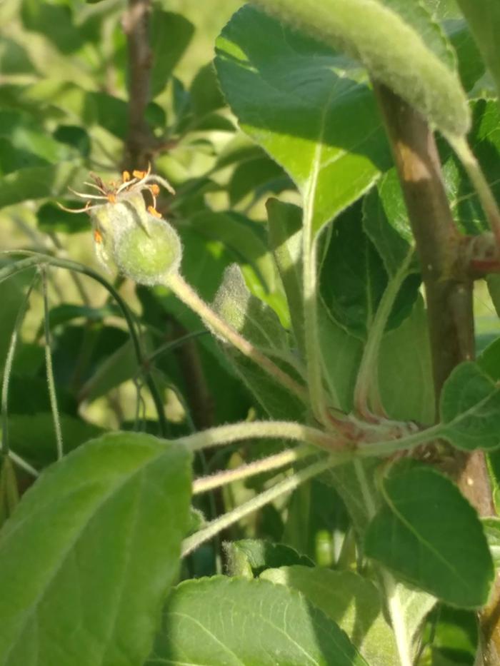 &amp;#91;menina-rosa-first-fruit-set.jpg&amp;#93;