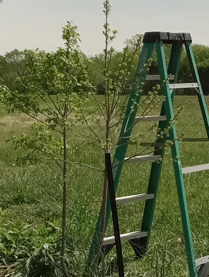 Seedling persimmon trees