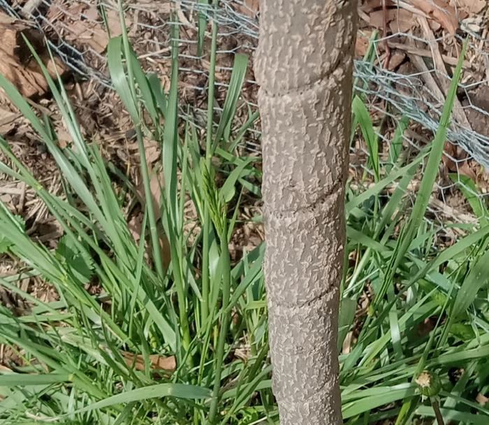 Marks on trunk by cypress vines