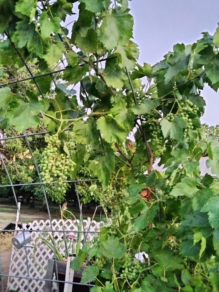 [Thumbnail for IMG20240612204851.jpg]