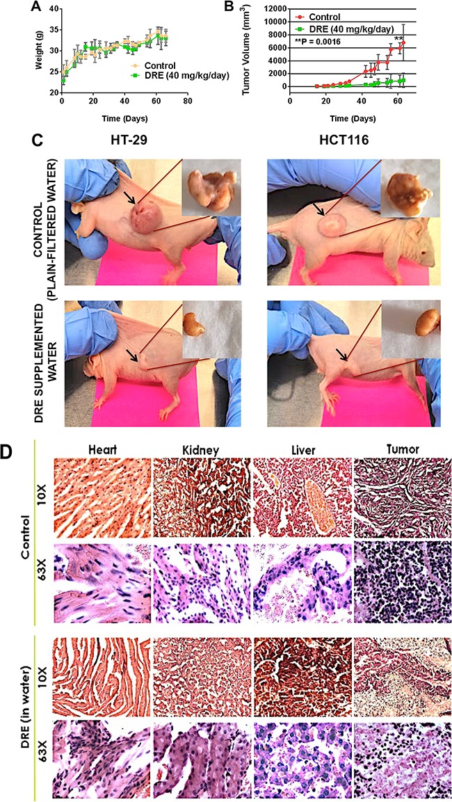 Lab results of dandelion root extract on lab rat cancer tumor