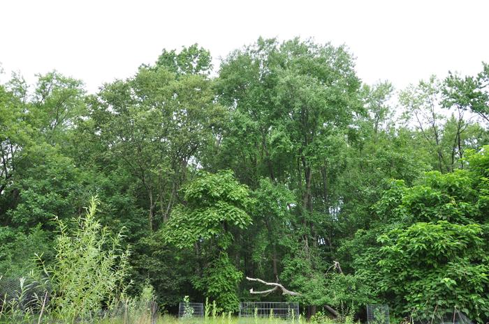 A view of the woods at the back of my meadow