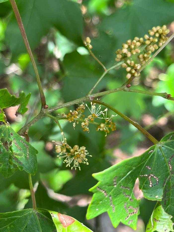 Muscadine Flower