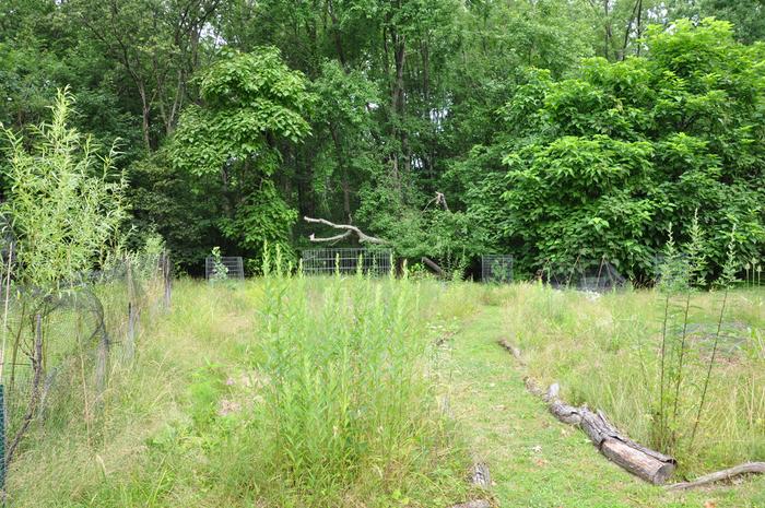 [Thumbnail for July-Garden_021_.JPG]