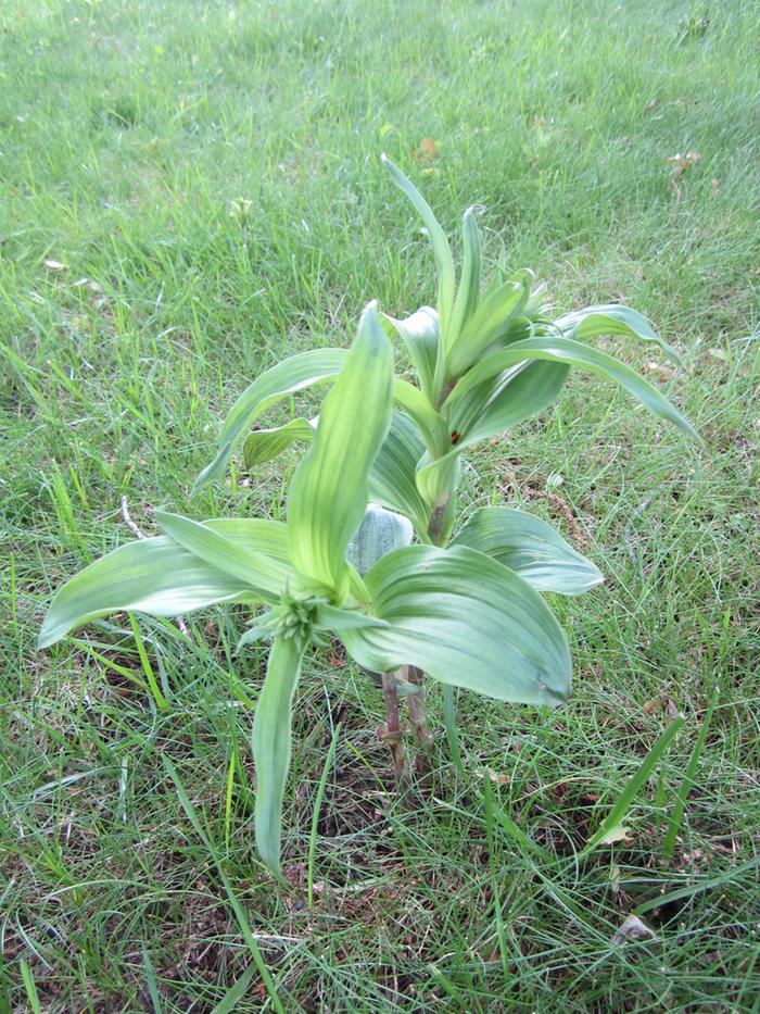 [Thumbnail for plant.jpg]