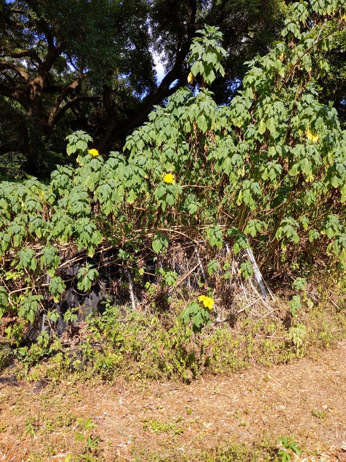 Vines and brambles waiting to be chipped