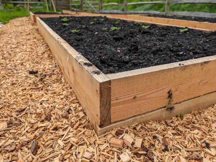 Rough height of chips, with small weeds coming through at the edge of the bed.