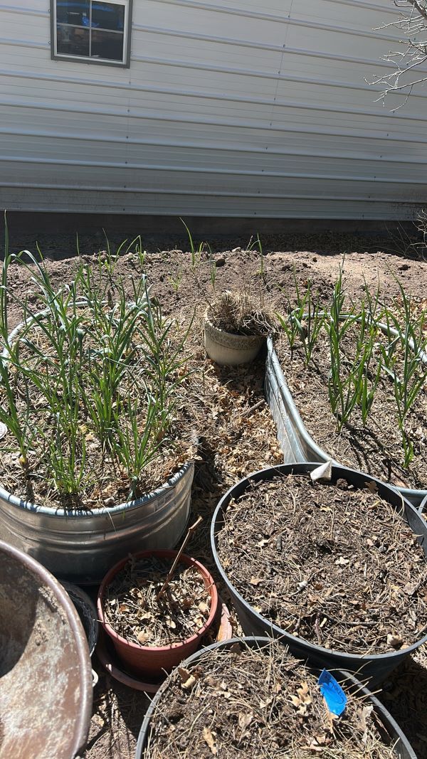 growing garlic in raised planters