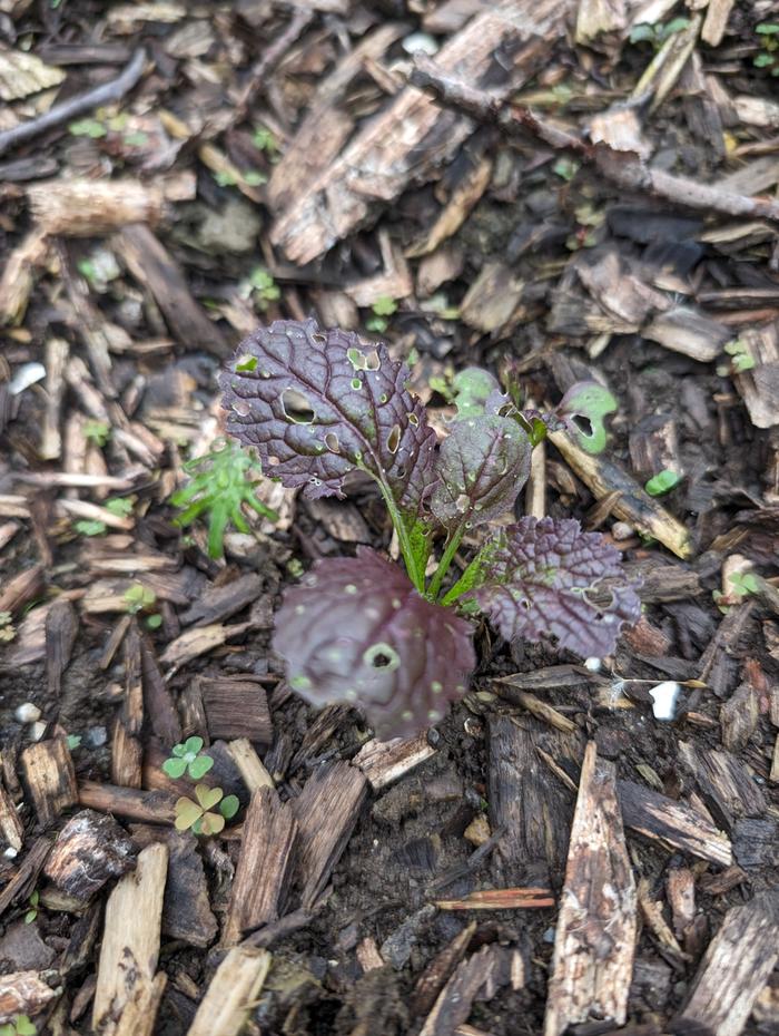 self sown japanese purple mustard greens