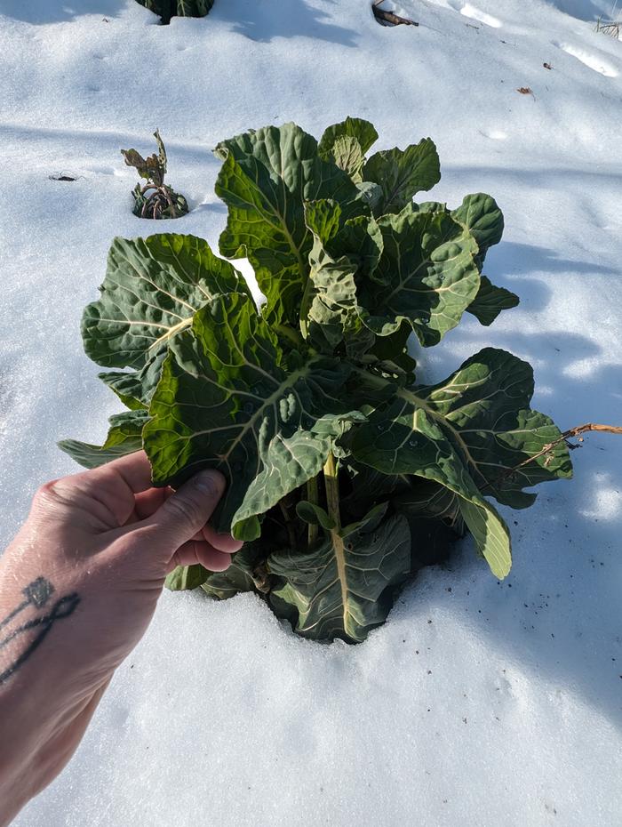 greens in snow