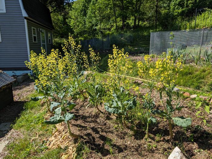 kale going to seed in spring