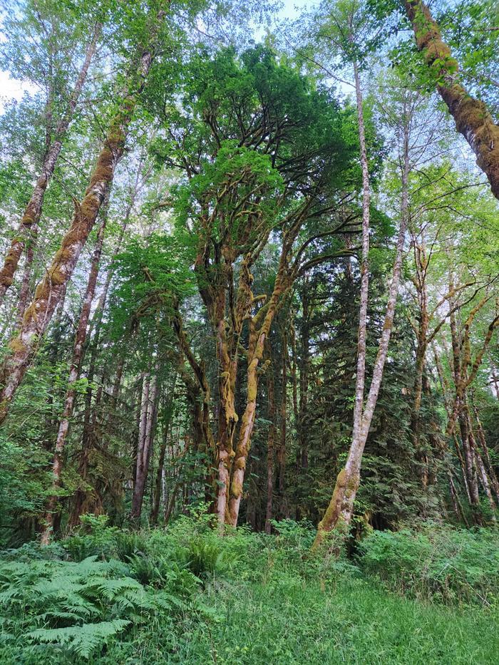 tall trees at the edge of a forest