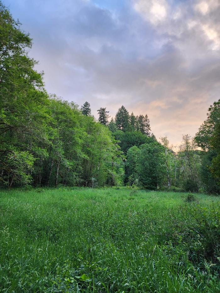 meadow in the woods at sunset