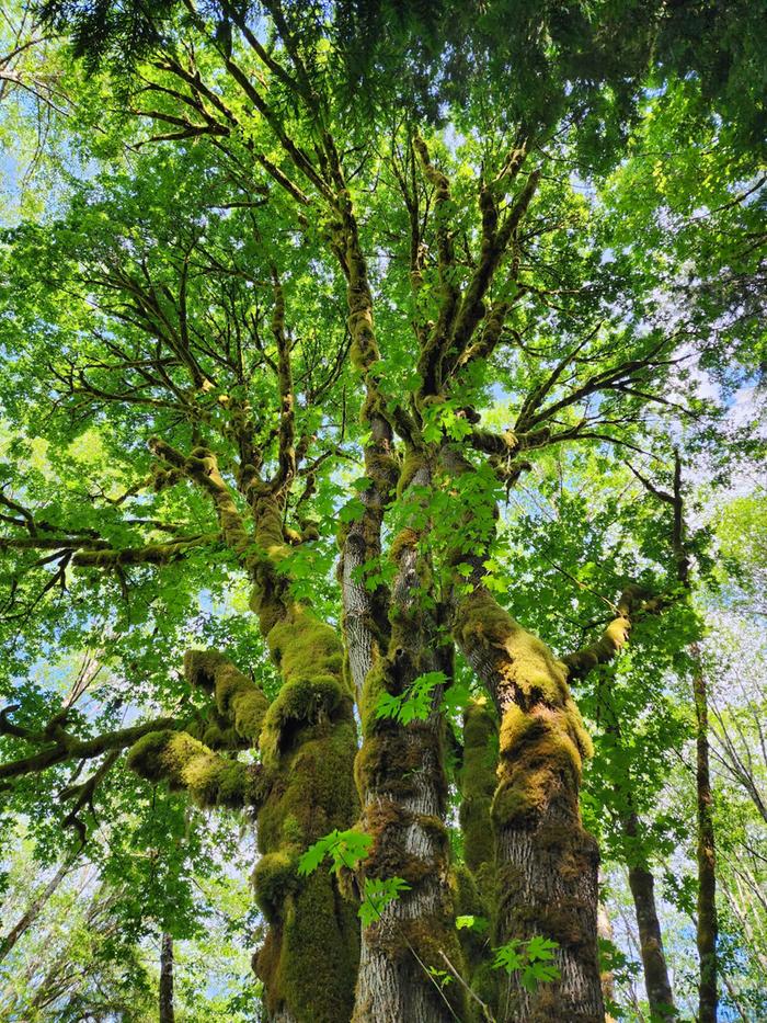 big leaf maple tree covered in moss