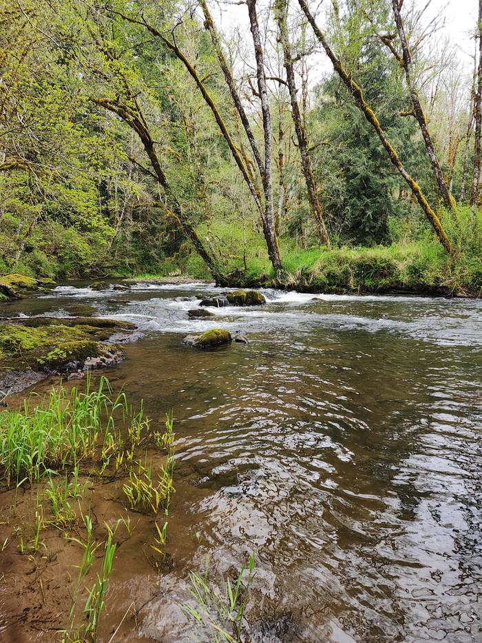 Creek for cold plunges at CAYA Sanctuary