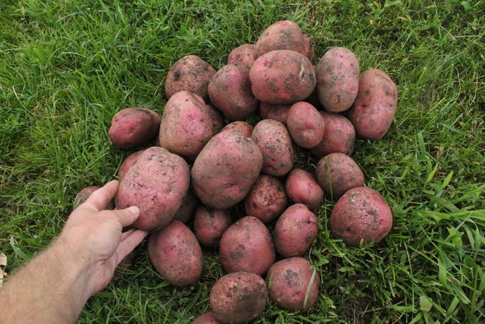 [Thumbnail for KeyholeGarden_2013-07-28_Harvest_RedPotatoes_37.JPG]