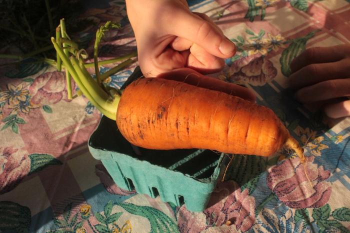 [Thumbnail for Carrot_Hugelkultur-Harvest_2014-08-09-b.JPG]