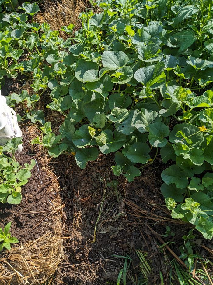 Between straw bale and nettle green compost on compost arc - middle already filling in and roots will take hold