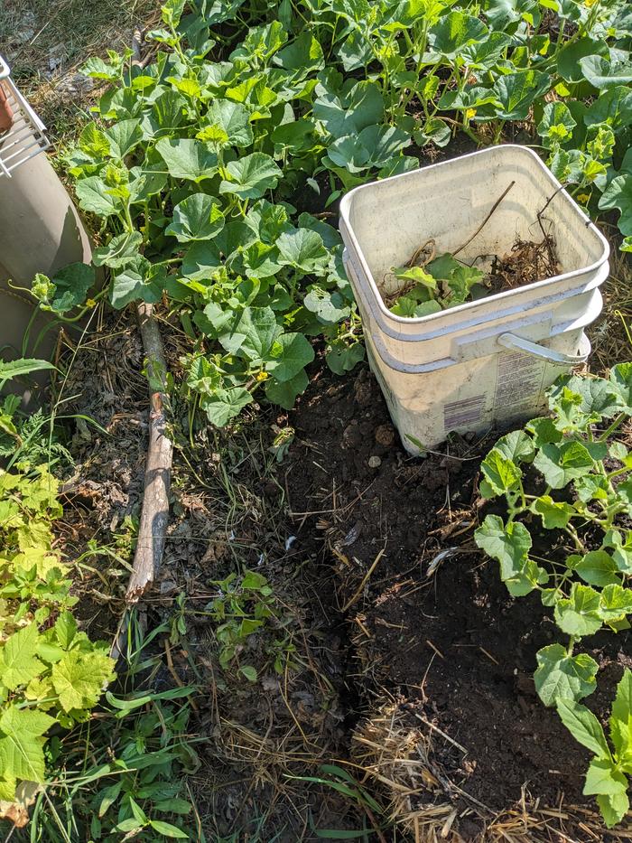 Small infill against straw bale, bottomless bucket holding in water