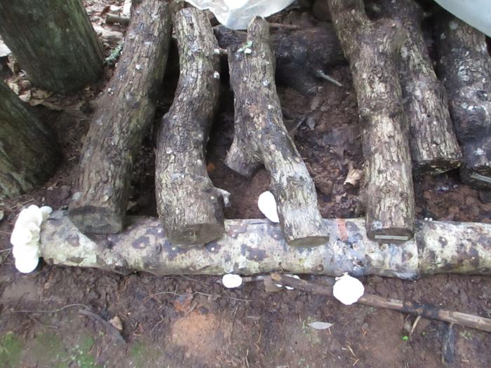 oyster mushrooms on alder log