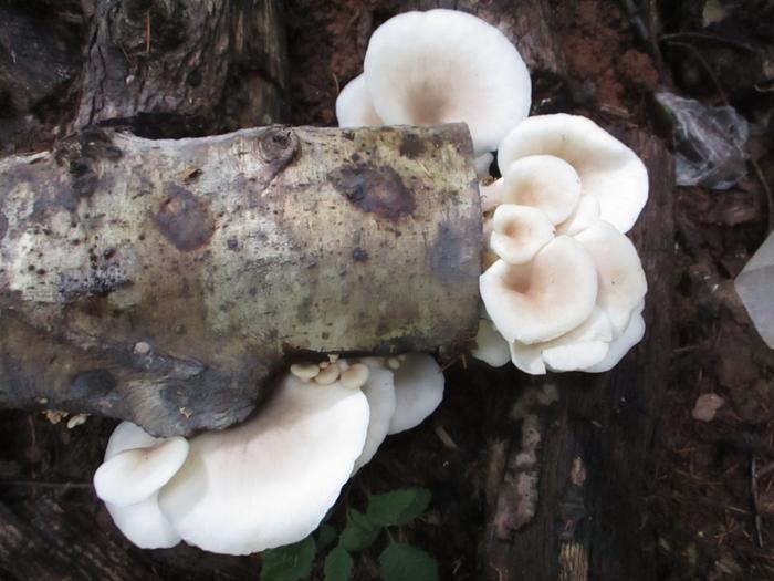 close up of white oyster muchrooms growing on end of a log