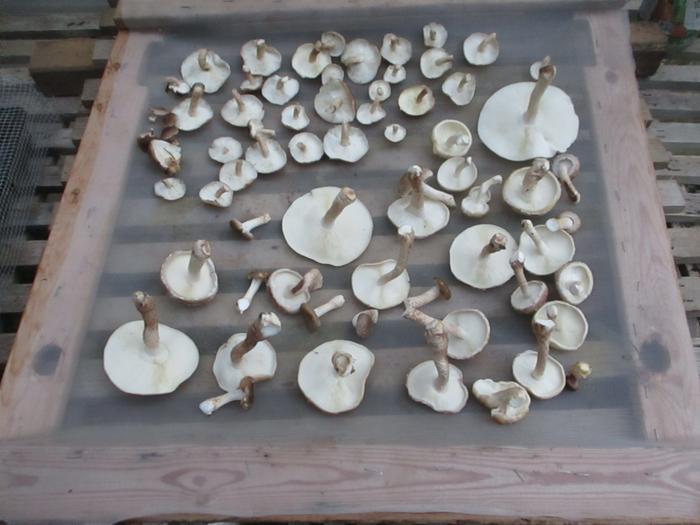 drying shiitake in the sun to increase the vitamin D content.