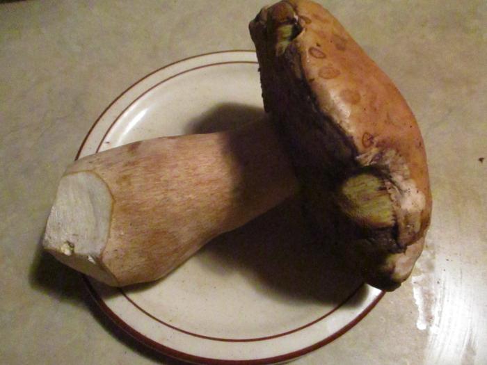 [Thumbnail for IMG_1123.jpeg]