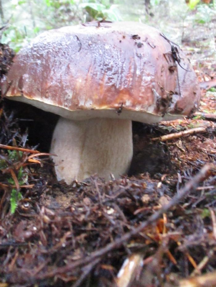 Queen Bolete