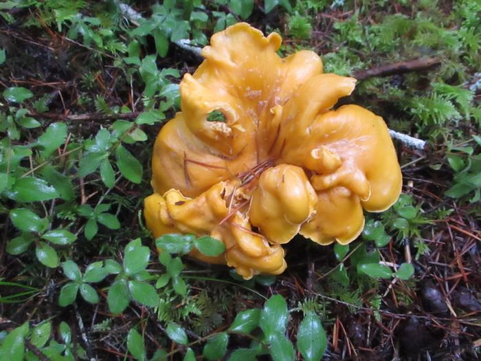 Chanterelle