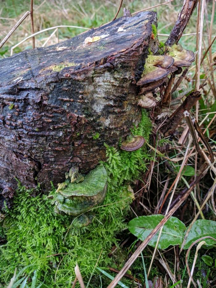 bracket fungi on alder stump