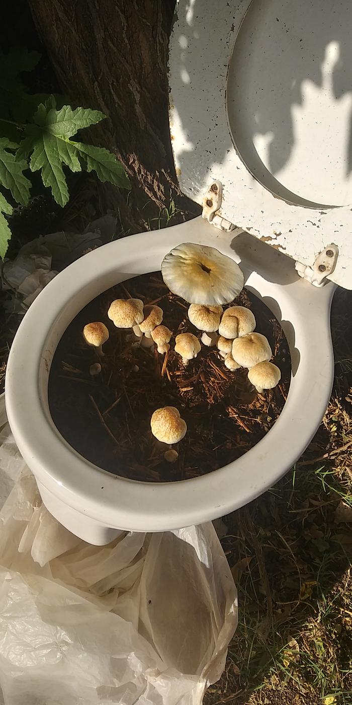 Ingeli in a arkansas planter under mulberry trre