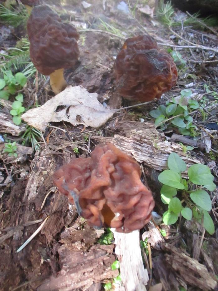 False Morels