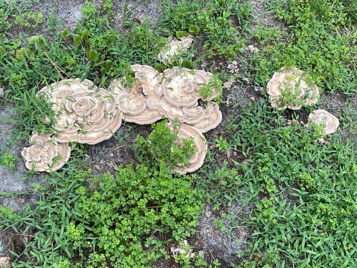 These also showed up last year. No nearby tree, but there were a few fire ant nests nearby.