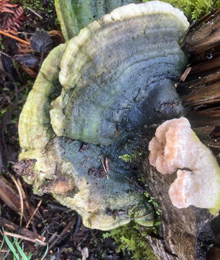 [Thumbnail for Farm_Polyporus-Friend.jpg]