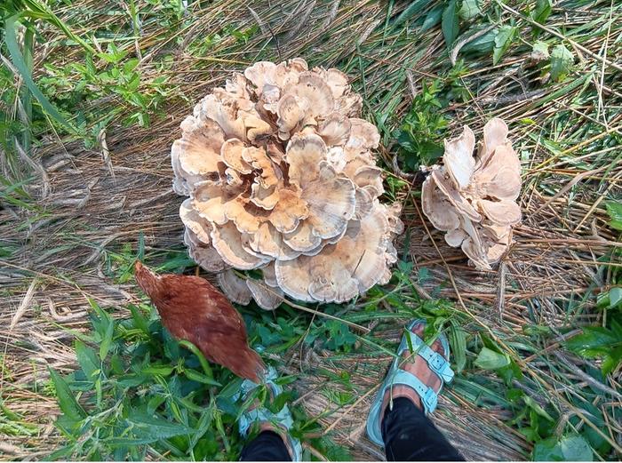 Wild mushrooms