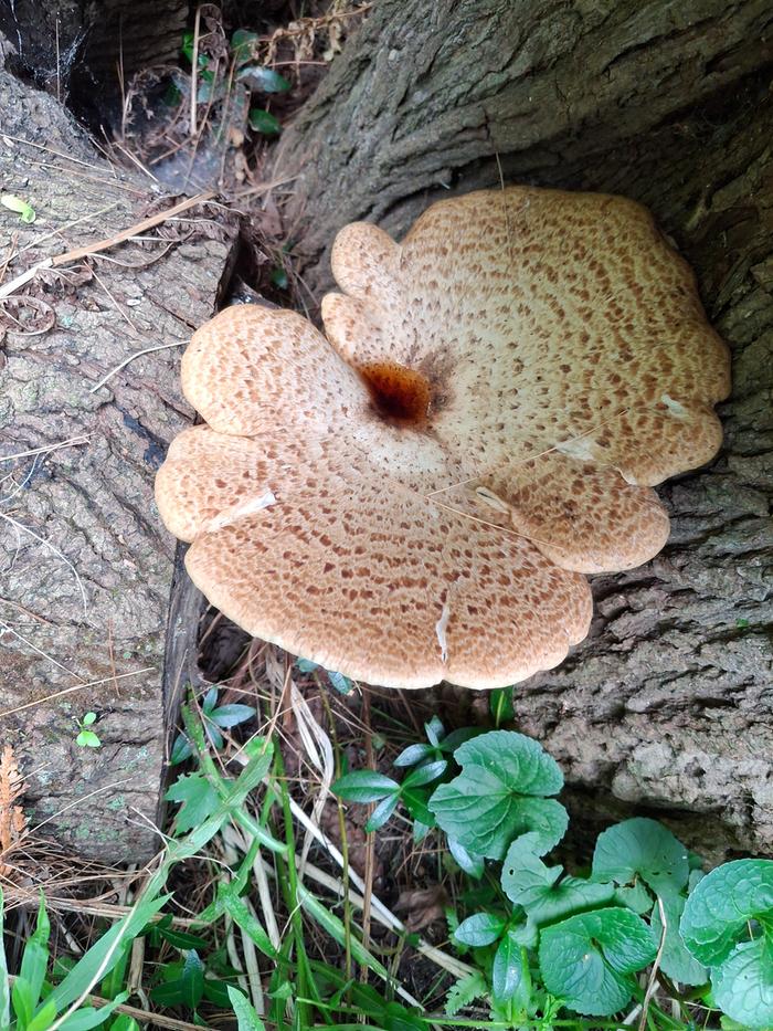 aprox 20" mushroom!
