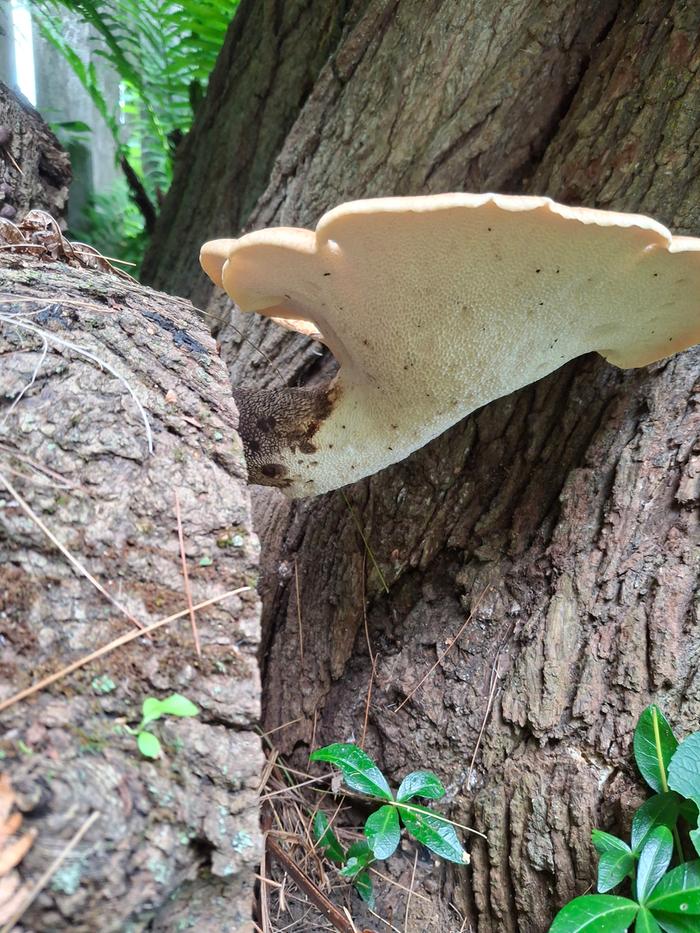 undershot of large mushroom