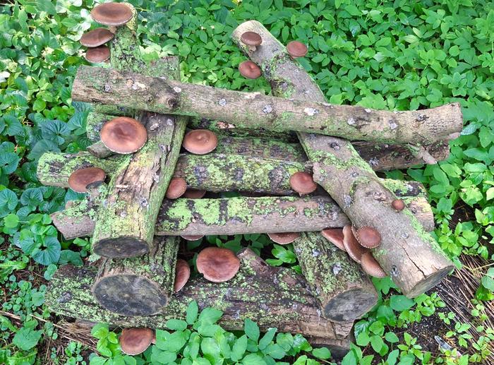 shiitake logs, August 2026