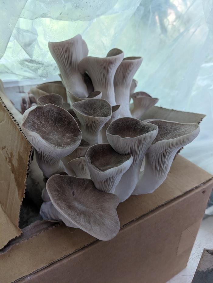 Oyster mushrooms mushrooming