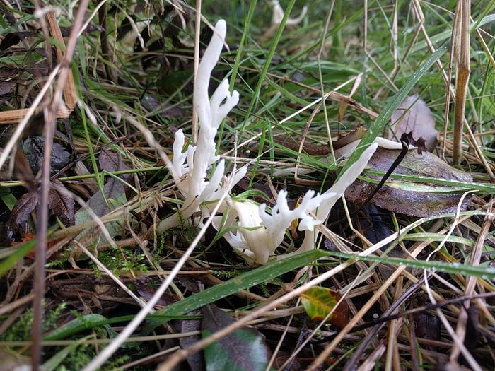 whiet fungi like deer antler