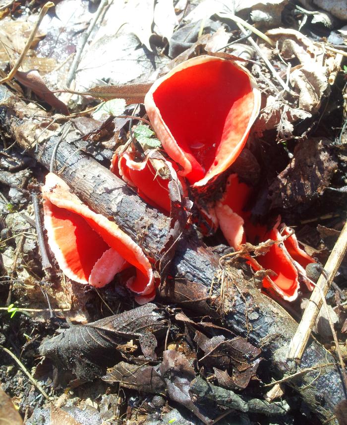 [Thumbnail for 2013-03-29-13.56.00.jpg]