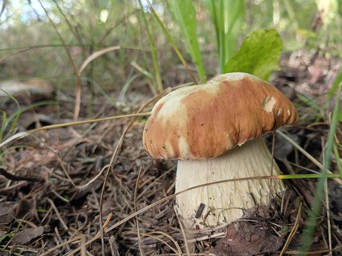 Boletus edulis