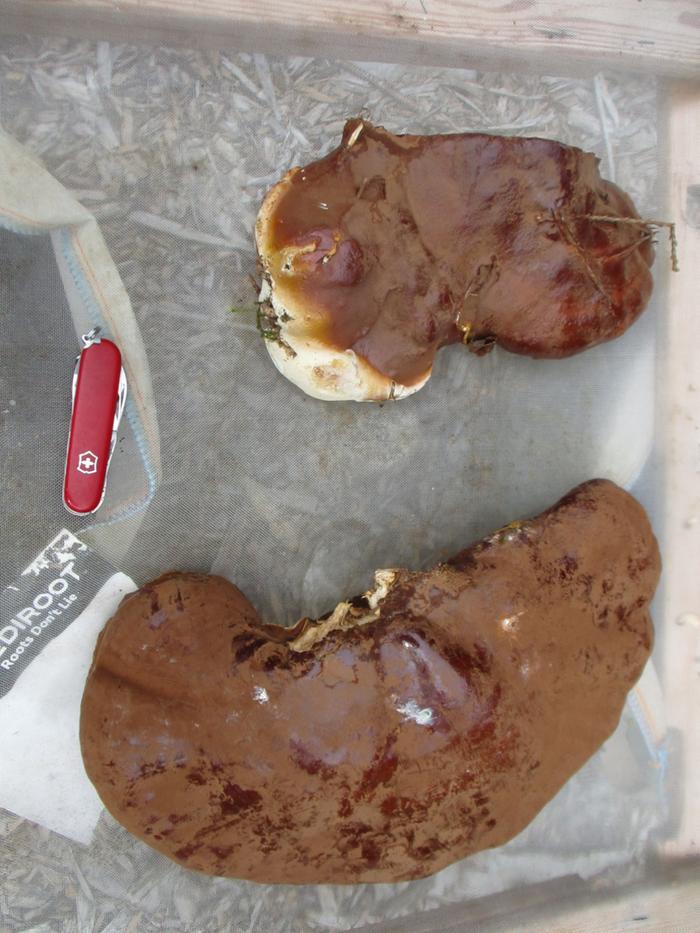 Oregon Reishi