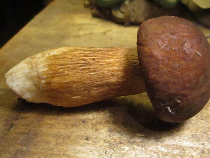 Fiber Bolete 
