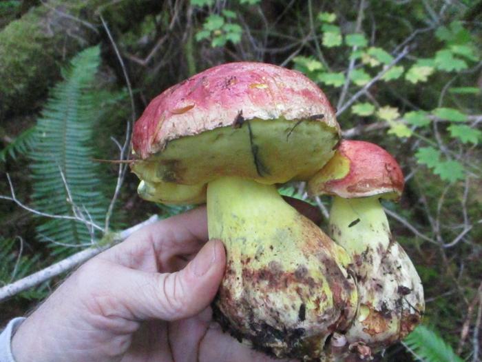 Rosey Autumn Butter Bolete